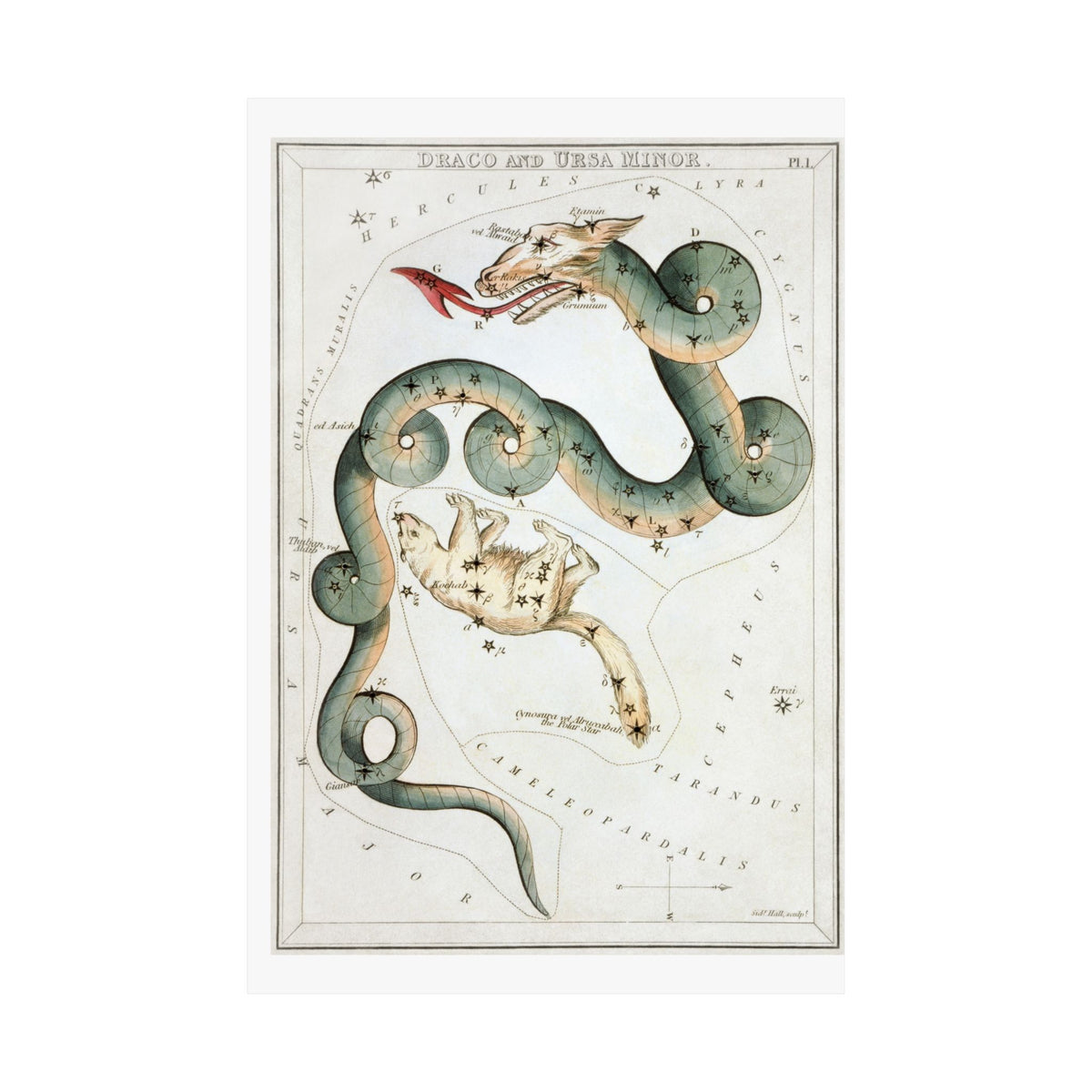 Draco and Ursa Minor — Urania's Mirror, 1824 | Celestial Art Print