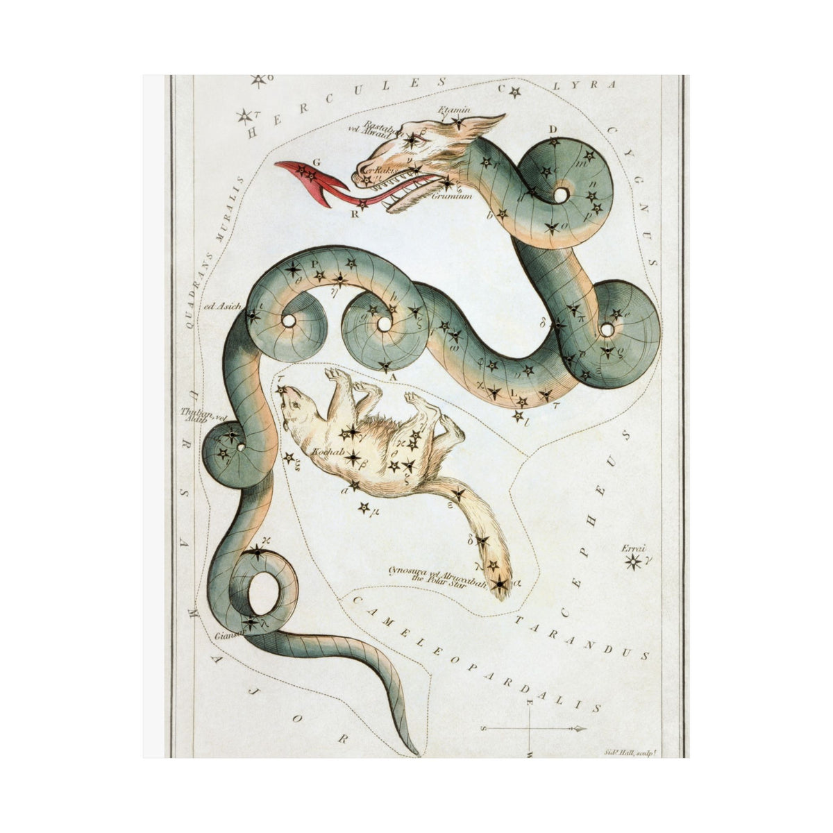 Draco and Ursa Minor — Urania's Mirror, 1824 | Celestial Art Print