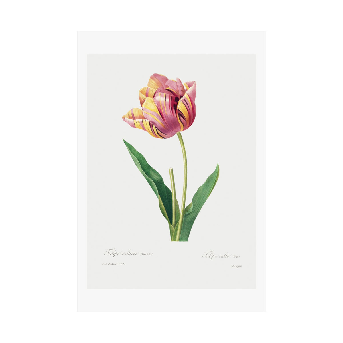 Matte Vertical Posters