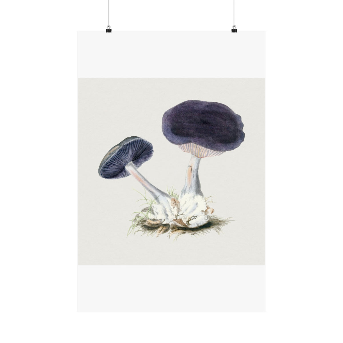 Mushroom Study No. 3 (Tree Fungi) — Antique Mycology Plate | Botanical Art Print