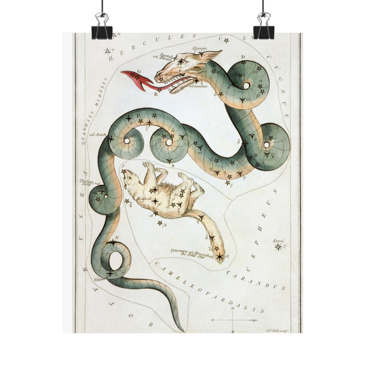 Draco and Ursa Minor — Urania's Mirror, 1824 | Celestial Art Print