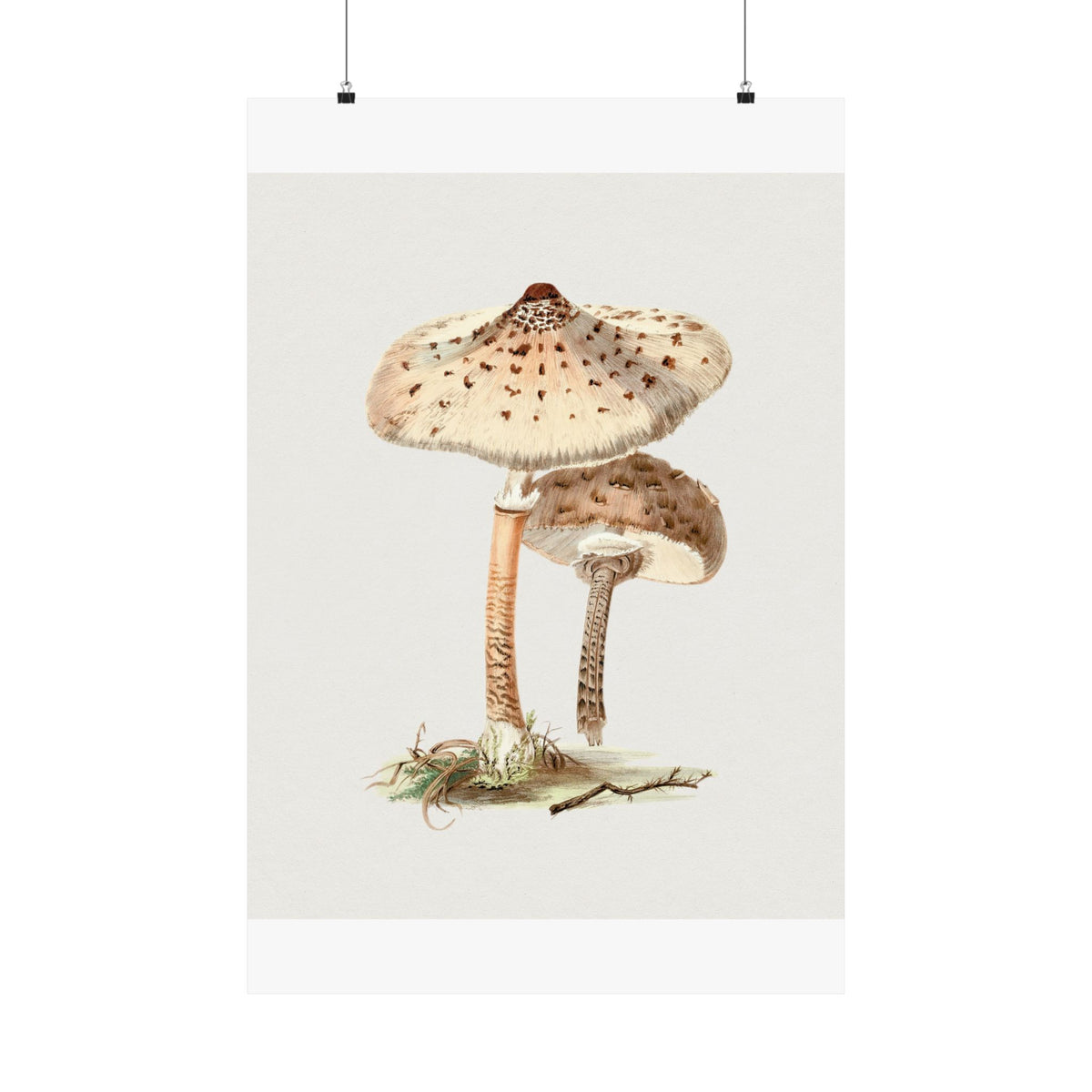 Mushroom Study No. 2 — Antique Mycology Plate | Botanical Art Print