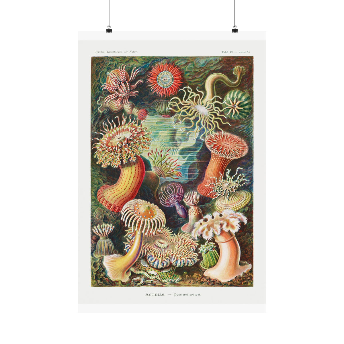 Mushroom Study No. 1 — Antique Mycology Plate | Botanical Art Print