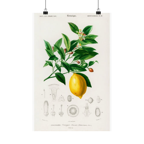 Citrus Limonium — French Natural History Plate, 1840s | Botanical Art Print