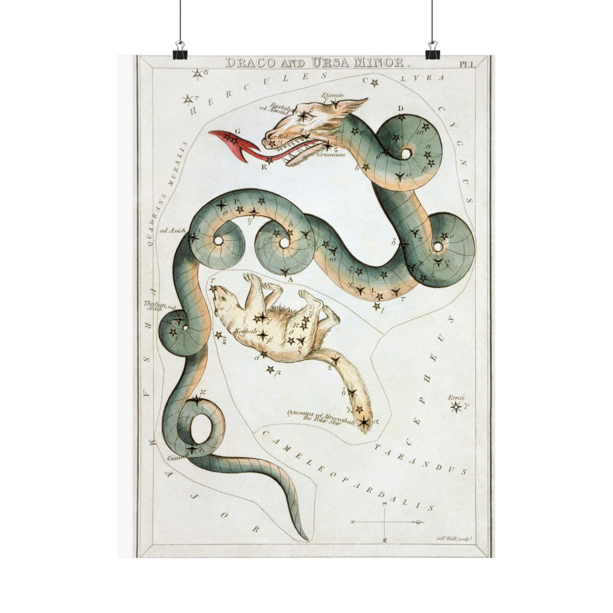 Draco and Ursa Minor — Urania's Mirror, 1824 | Celestial Art Print