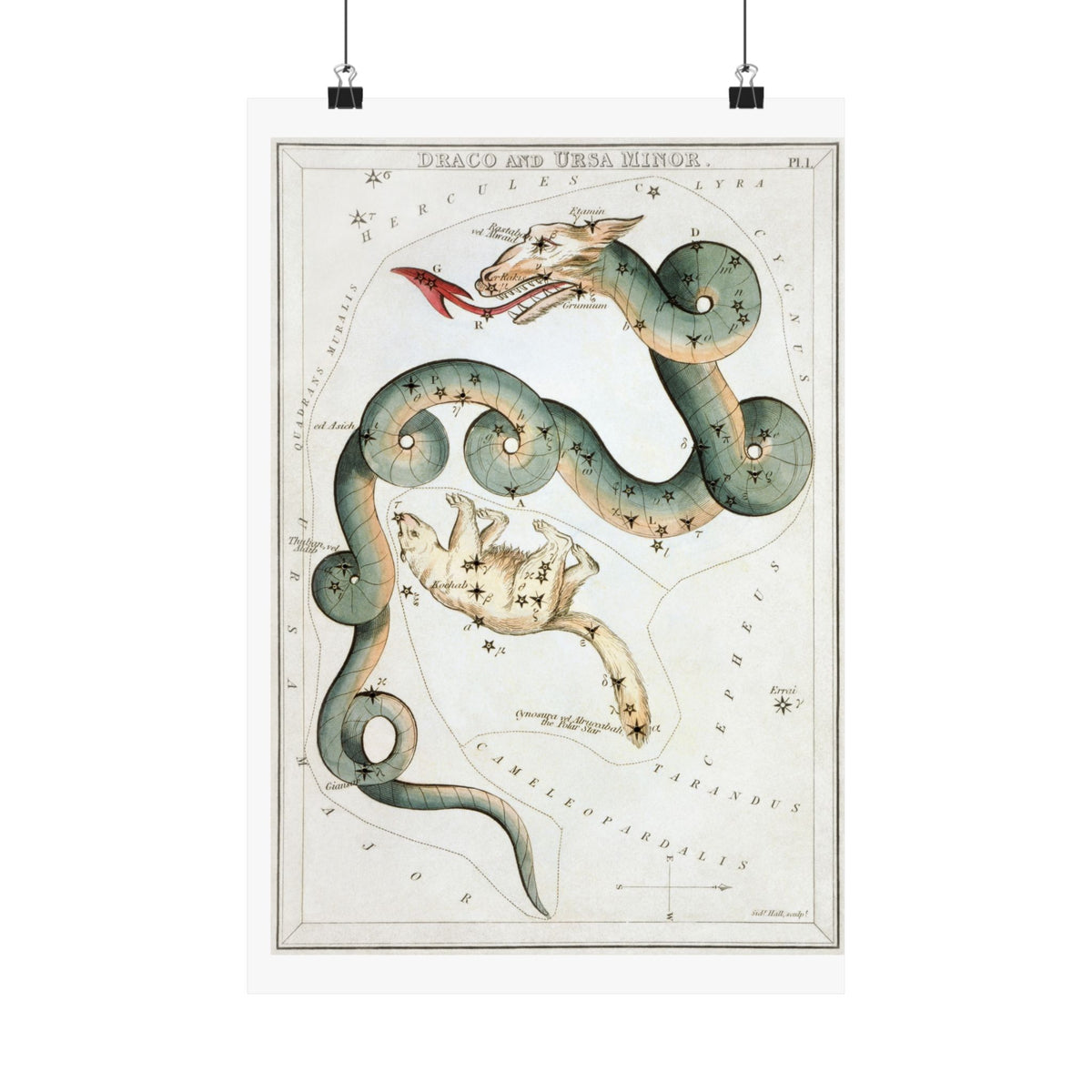 Draco and Ursa Minor — Urania's Mirror, 1824 | Celestial Art Print