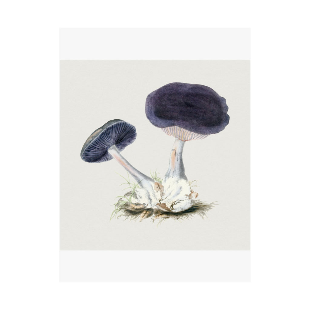Mushroom Study No. 3 (Tree Fungi) — Antique Mycology Plate | Botanical Art Print