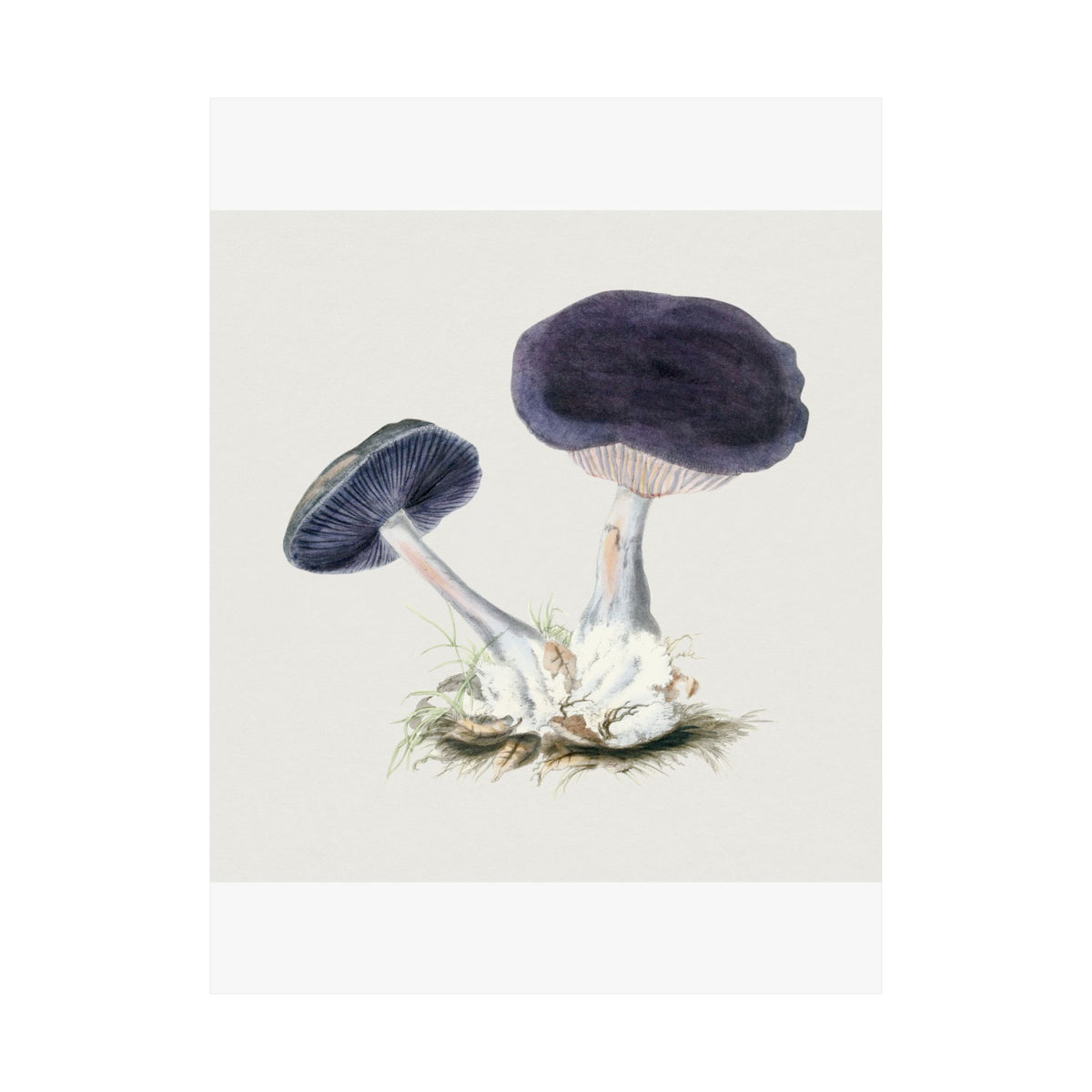 Mushroom Study No. 3 (Tree Fungi) — Antique Mycology Plate | Botanical Art Print