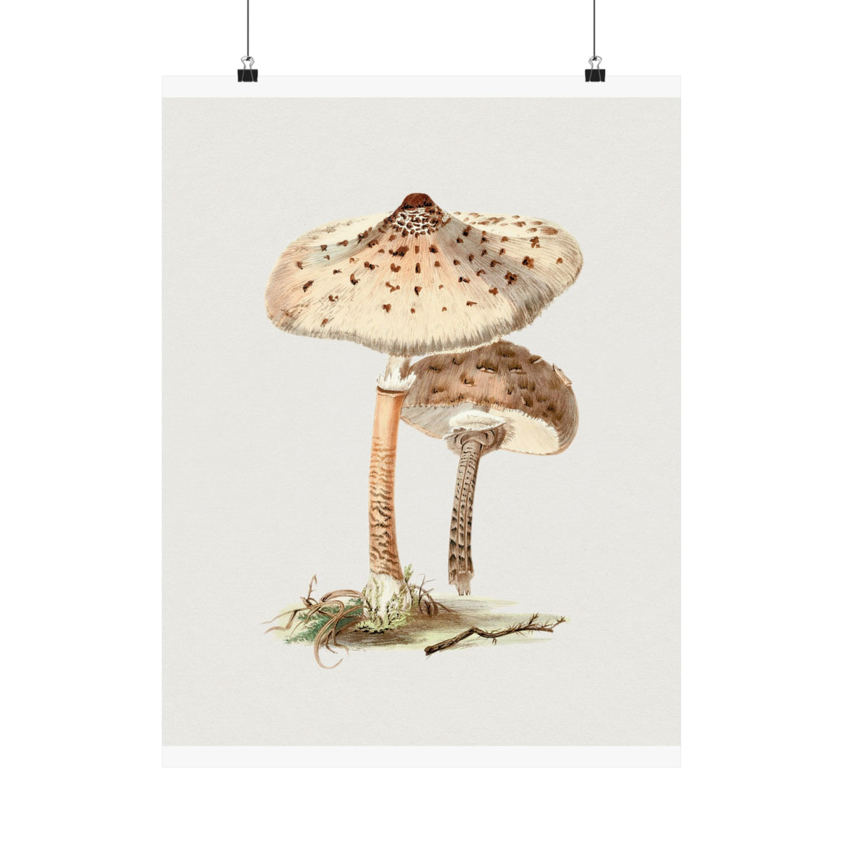 Mushroom Study No. 2 — Antique Mycology Plate | Botanical Art Print