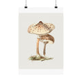 Mushroom Study No. 2 — Antique Mycology Plate | Botanical Art Print