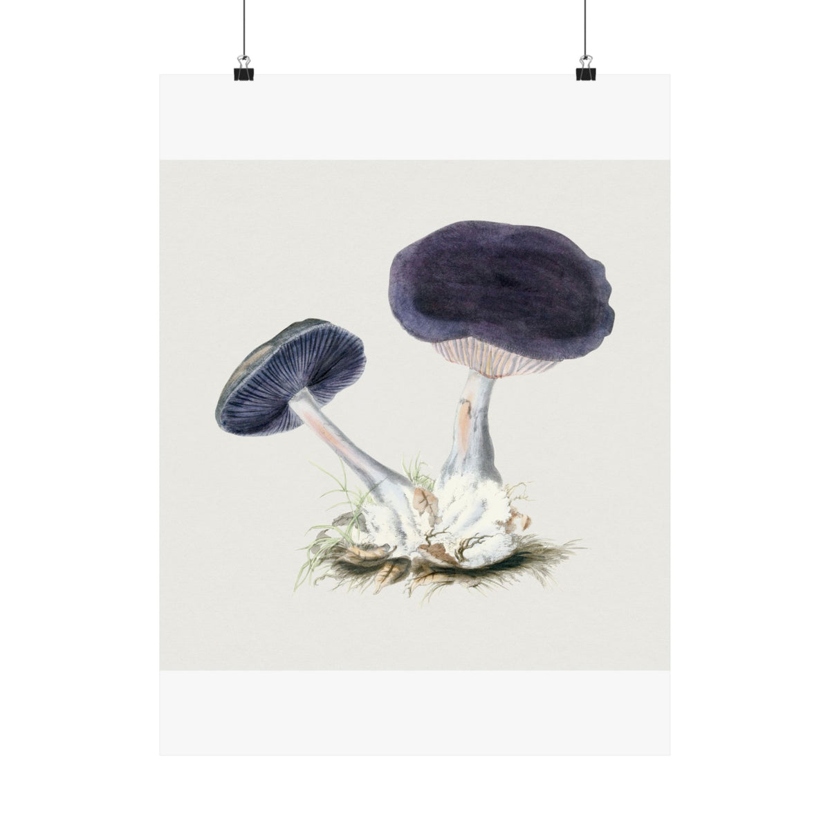 Mushroom Study No. 3 (Tree Fungi) — Antique Mycology Plate | Botanical Art Print