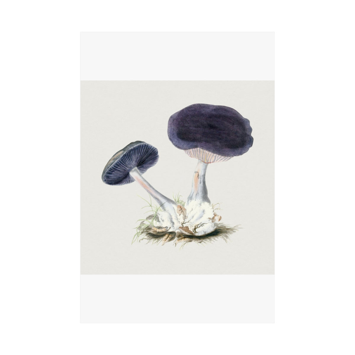 Mushroom Study No. 3 (Tree Fungi) — Antique Mycology Plate | Botanical Art Print