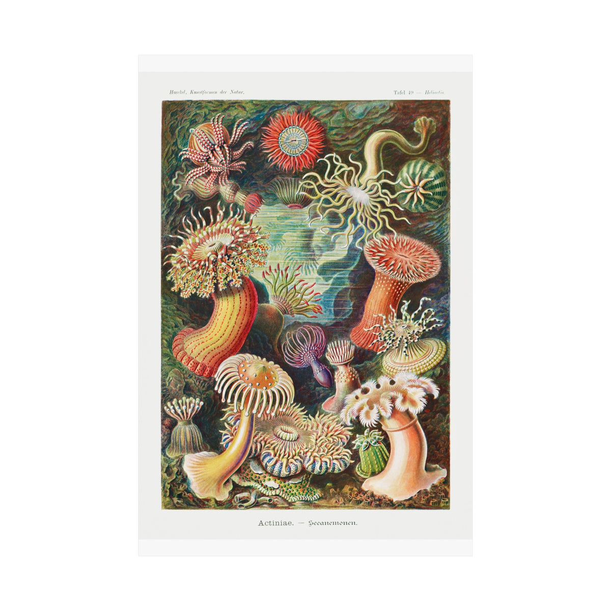 Mushroom Study No. 1 — Antique Mycology Plate | Botanical Art Print