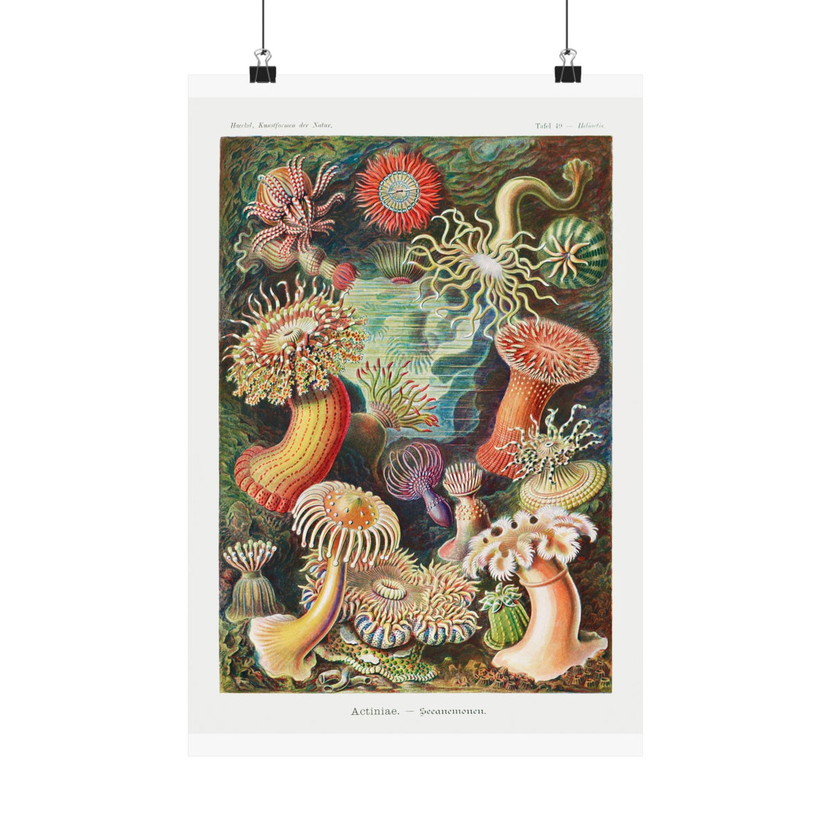 Mushroom Study No. 1 — Antique Mycology Plate | Botanical Art Print