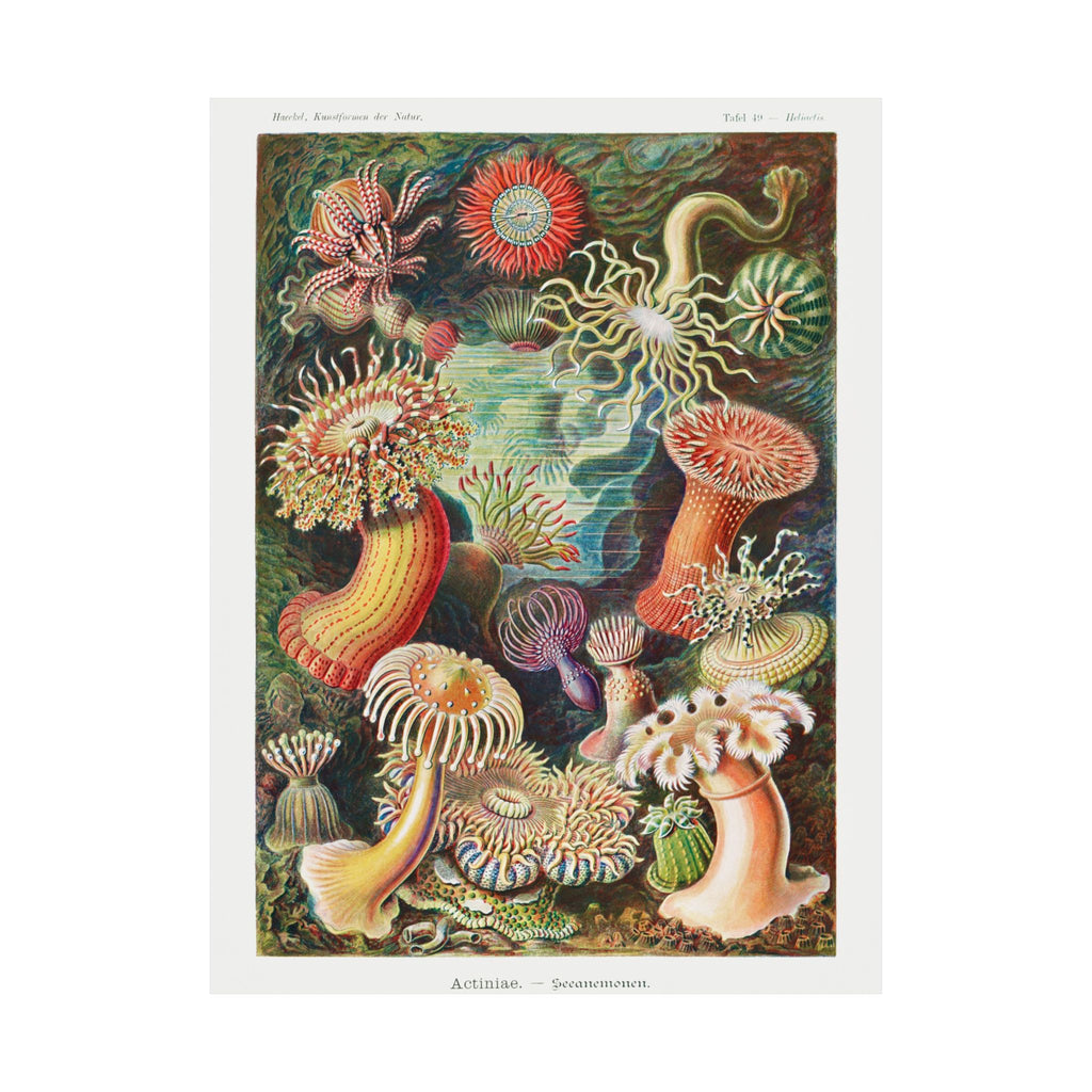 Mushroom Study No. 1 — Antique Mycology Plate | Botanical Art Print