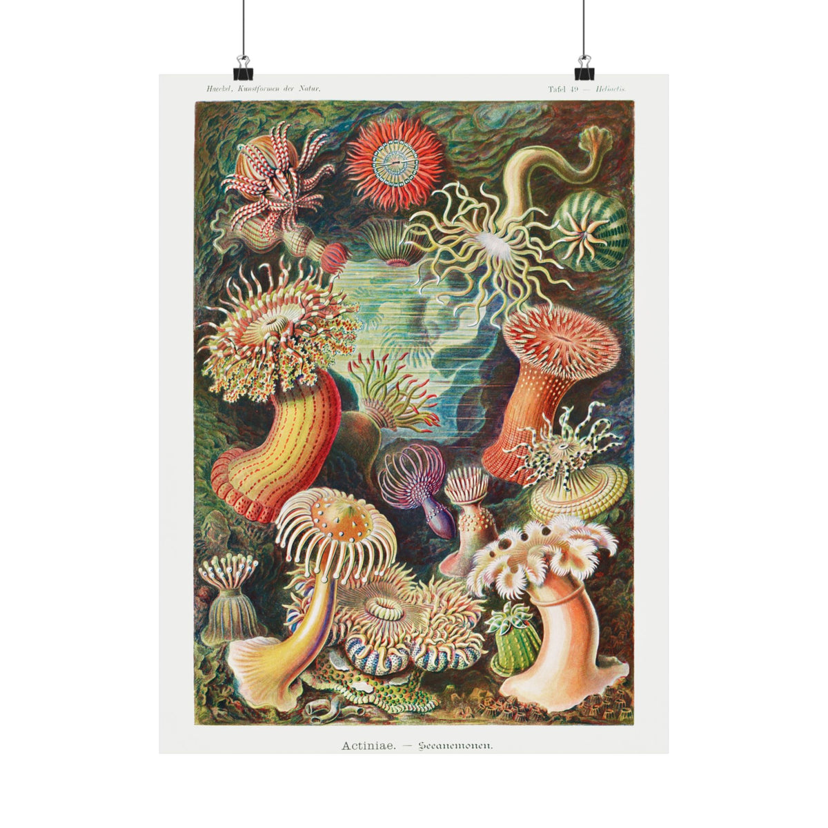Mushroom Study No. 1 — Antique Mycology Plate | Botanical Art Print