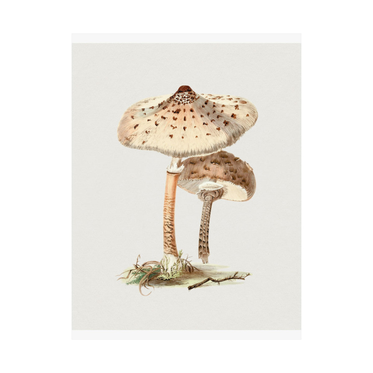 Mushroom Study No. 2 — Antique Mycology Plate | Botanical Art Print